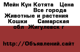 Мейн Кун Котята › Цена ­ 15 000 - Все города Животные и растения » Кошки   . Самарская обл.,Жигулевск г.